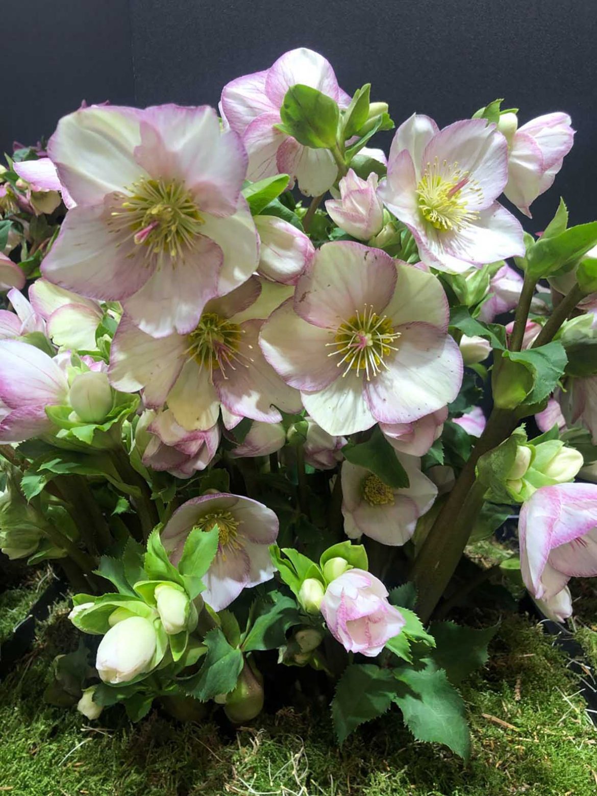 Schneerose