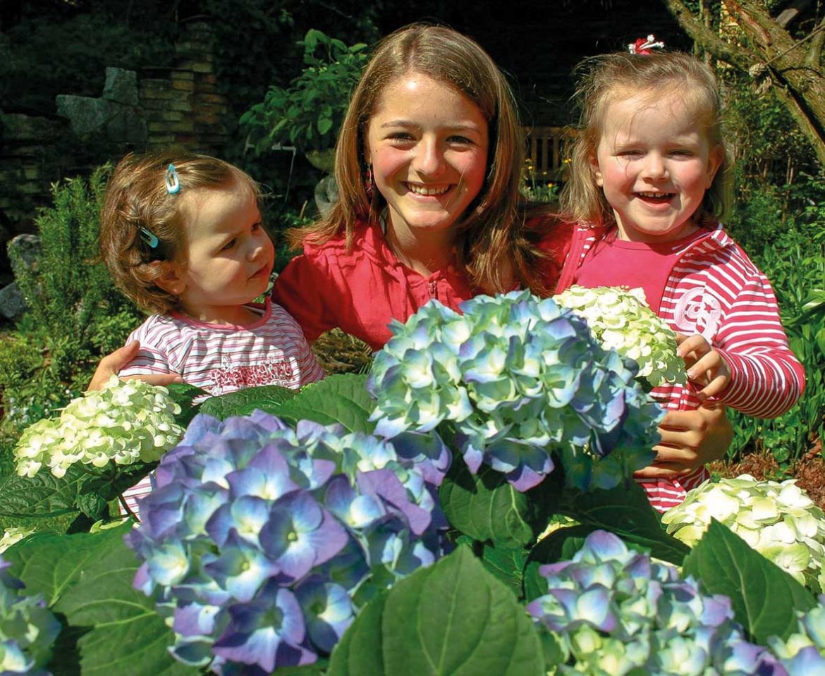 Hortensie