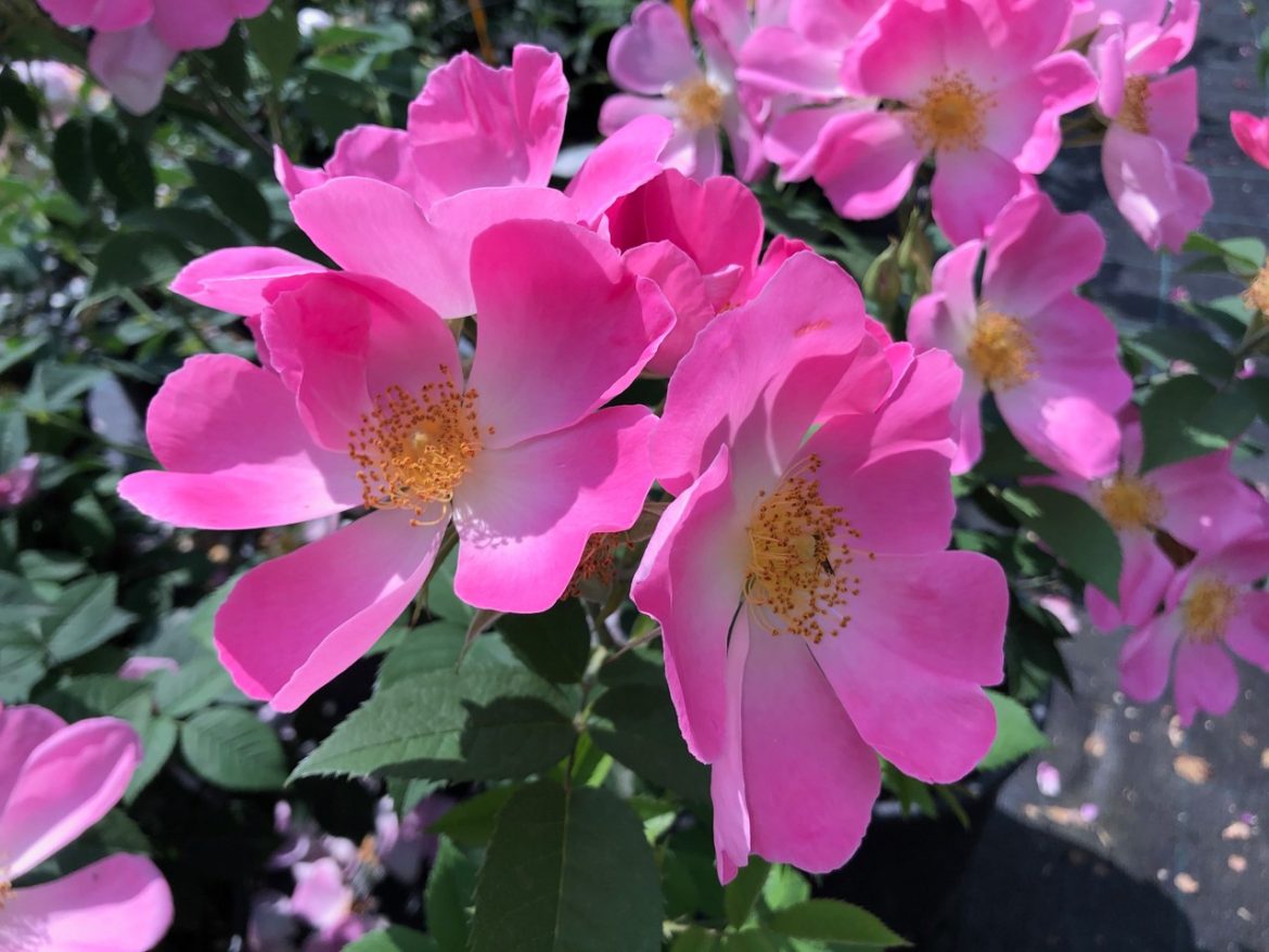 Rosen 1