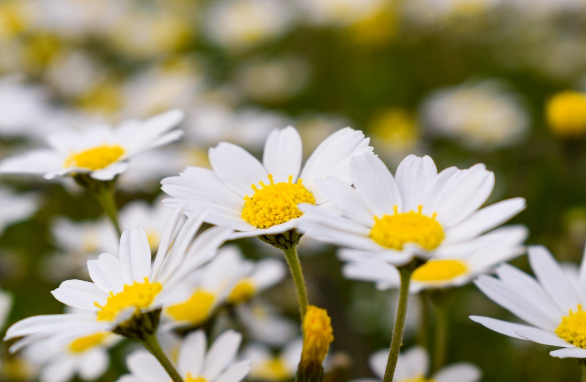 Gänseblümchen