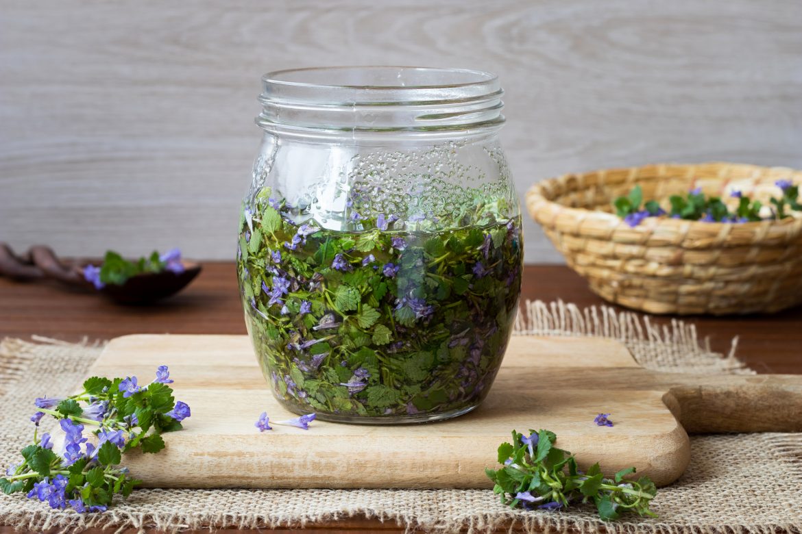 Gundelrebe Rezepte, Gundelrebe, Glechoma Hederacea